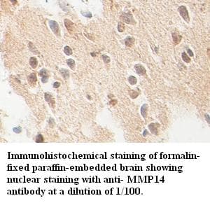 GRG4 / TLE4 Antibody