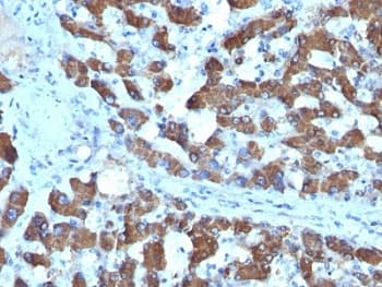 CPS1 Antibody (clone SPM615, Azide-free, BSA-free)