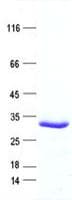 Human GYG1 / Glycogenin Protein (Recombinant His, N-Terminal)