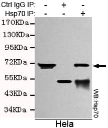 HSPA1A Antibody