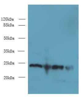EMC8 / COX4NB Antibody