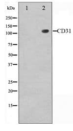 PECAM-1 / CD31 Antibody