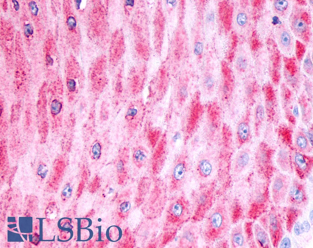 PathPlus™ FZD8 / Frizzled 8 Antibody (N-Terminus)