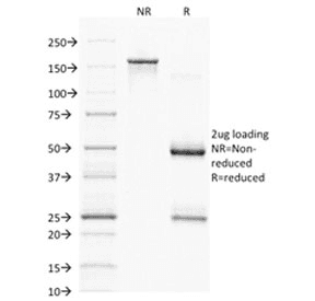CD68 Antibody (clone C68/2501, Azide-free, BSA-free)