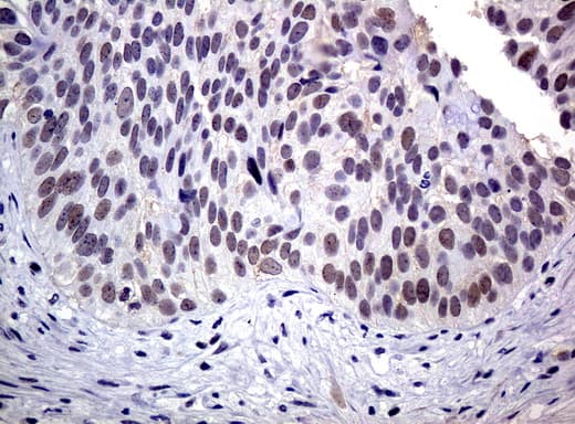 XRCC1 Antibody (clone UMAB40)