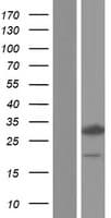 MOB2 Protein (Over-Expression Lysate Myc-DDK (Flag))