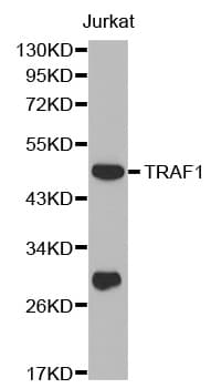 TRAF1 Antibody