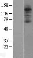 Human C3AR / C3a Receptor Protein (Over-Expression Lysate Myc-DDK (Flag))