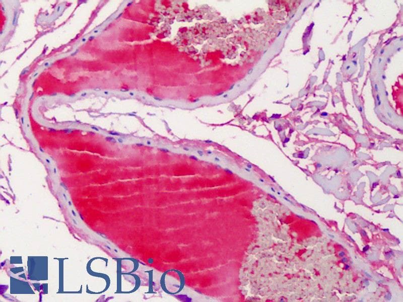 IHC-plus™ GC / Vitamin D-Binding Protein Antibody