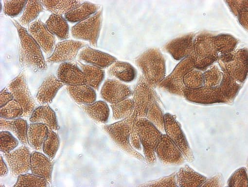 IDO1 / IDO Antibody (clone UMAB251)
