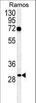 EMC10 Antibody (aa19-48)