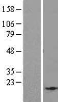 EID2B Protein (Over-Expression Lysate Myc-DDK (Flag))