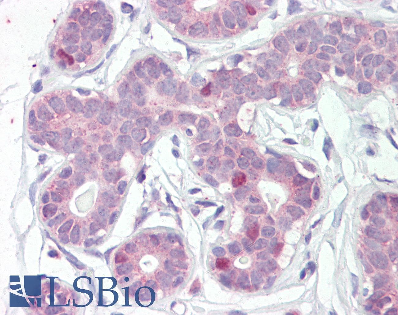 IHC-plus™ FOXA1 Antibody (aa429-439)