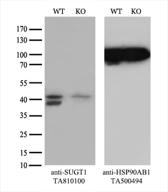 SUGT1 / SGT1 Antibody (clone OTI7B4)