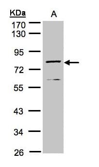 Dipeptidyl Peptidase 3 / DPP3 Antibody (aa138-465)