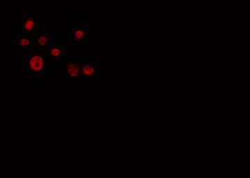 CDK10 Antibody (aa57-77)