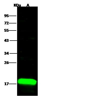 ACP1 / Acid Phosphatase Antibody (Preservative Free)