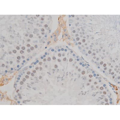 AP-1 / JUND Antibody (phospho-Ser255)