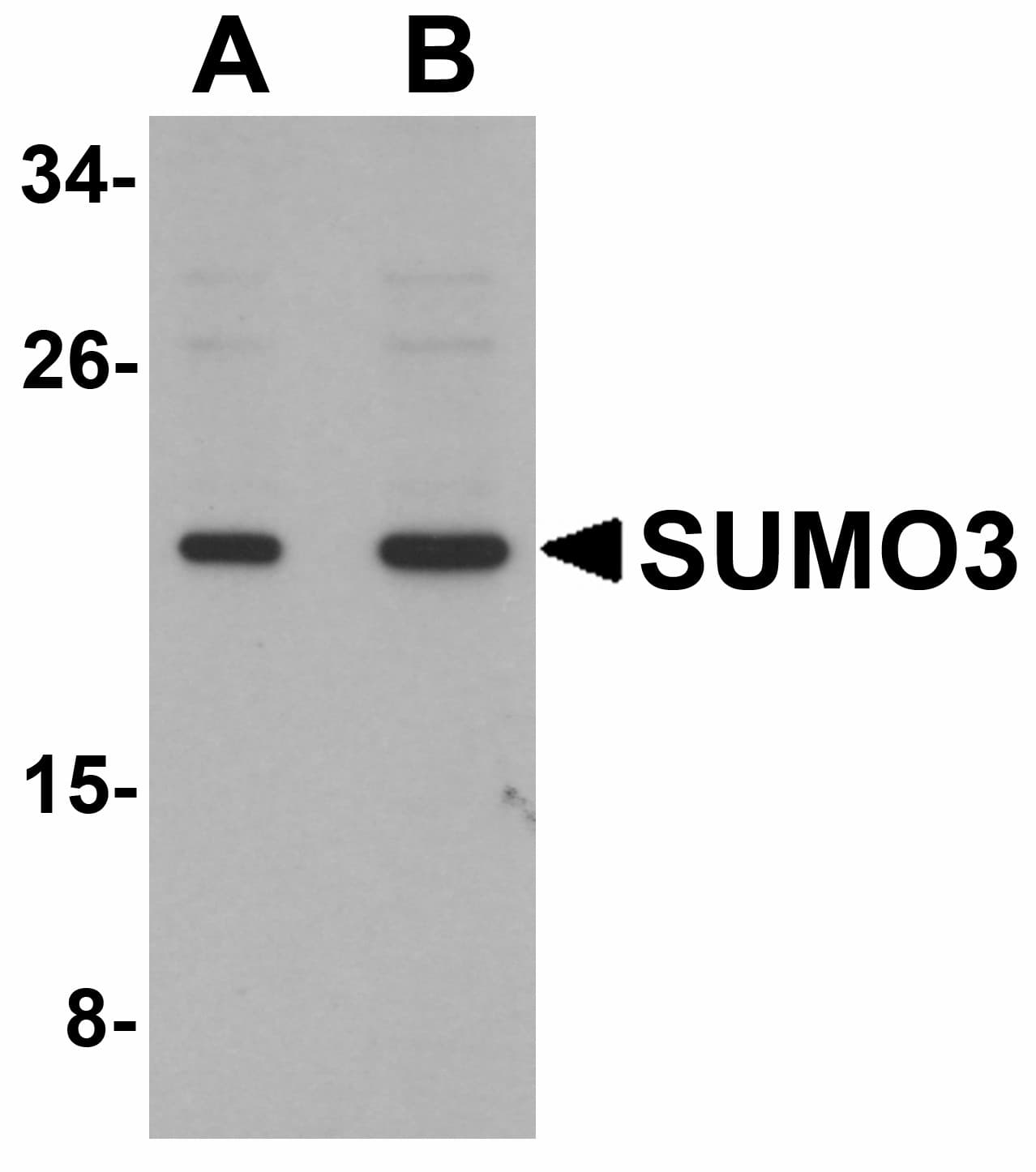 IHC-plus™ SUMO3 Antibody