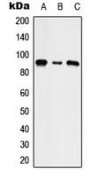 SLC9A5 / NHE5 Antibody (Internal)