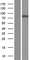 MX2 Protein (Over-Expression Lysate Myc-DDK (Flag))