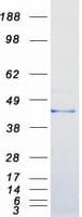 Human GNAI2 Protein (Recombinant Myc-DDK (Flag))