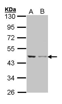 IHC-plus™ ACTB / Beta Actin Antibody