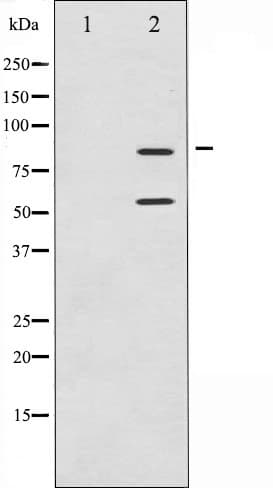Polyclonal Rabbit anti-Human PIK3R1 / p85 Alpha Antibody (IHC, IF, WB)