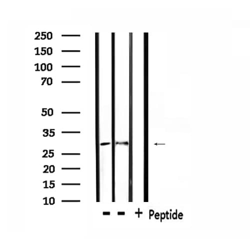 TNFRSF9 / 4-1BB / CD137 Antibody