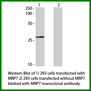 ABCC10 Antibody (clone C1.7F12.3G11)