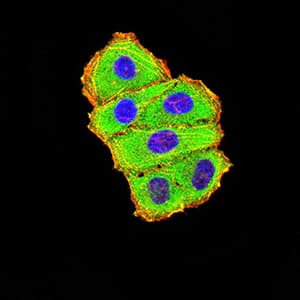 Complement C3 Antibody (clone 4C6A8)