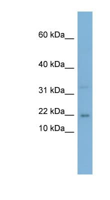 CEBPG / CEBP Gamma Antibody (aa71-120)