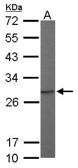 PSMA7 Antibody (aa10-247)