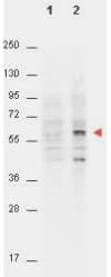 AKT1 Antibody (phospho-Thr308, clone 18F3.H11)