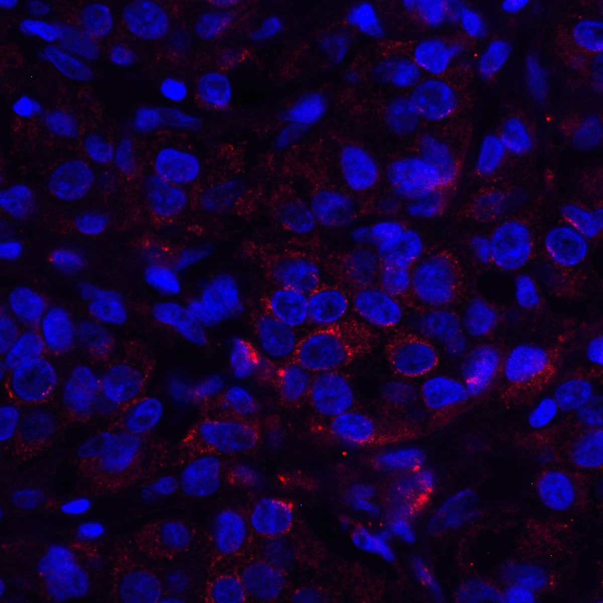 VSIR / GI24 / VISTA Antibody (clone 6D2)