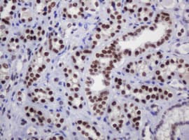 DCPS Antibody (clone OTI4H8)