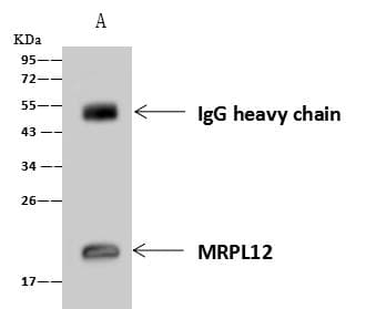 Polyclonal Rabbit anti-Human MRPL12 Antibody (IHC, IF, WB)