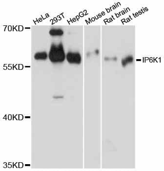 IP6K1 Antibody