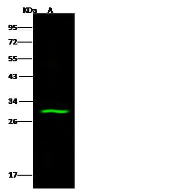 ABHD11 Antibody (Preservative Free)