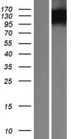 BOC Protein (Over-Expression Lysate Myc-DDK (Flag))