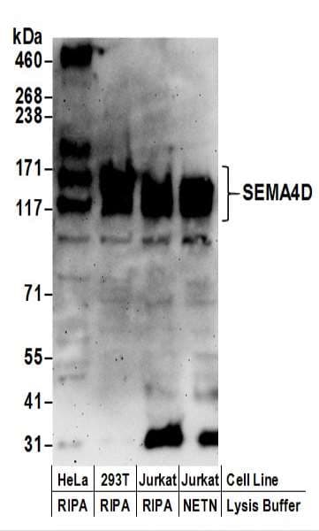 IHC-plus™ Polyclonal Rabbit anti-Human SEMA4D / Semaphorin 4D / CD100 Antibody (aa812-862, IHC, WB)