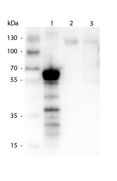 Kinesin Heavy Chain / KIF5B Antibody