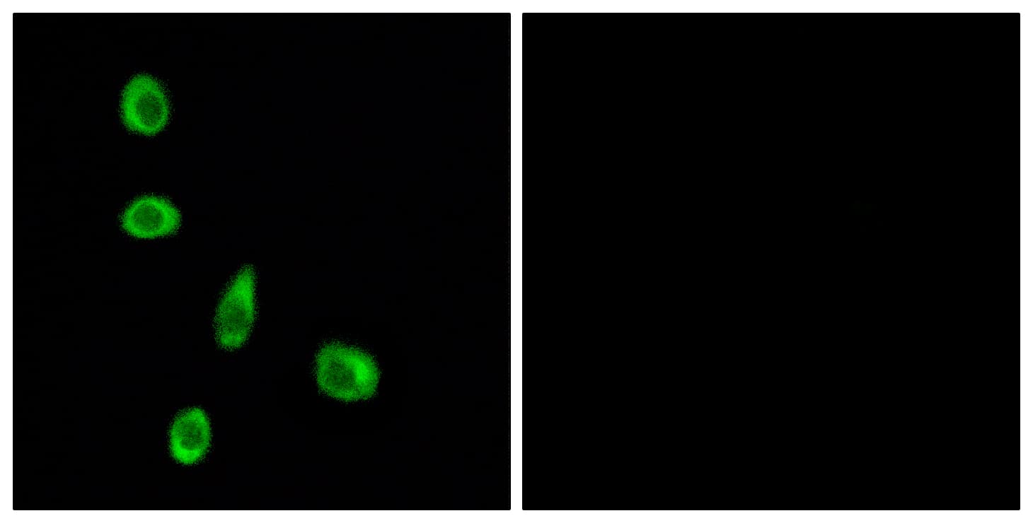 OR8J1 Antibody (aa233-282)