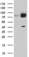 KBTBD7 Antibody (clone OTI1G3)
