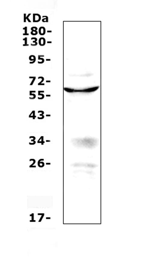 Polyclonal Rabbit anti-Human PDCD4 Antibody (WB)