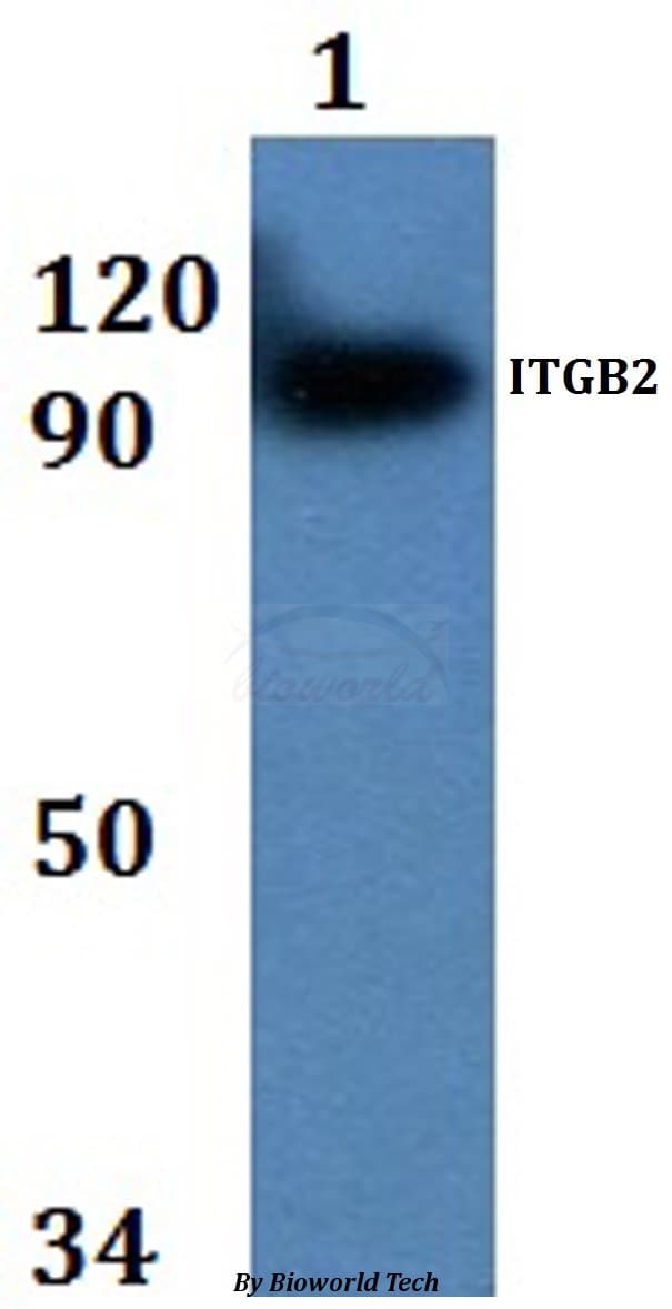 ITGB2 / CD18 Antibody