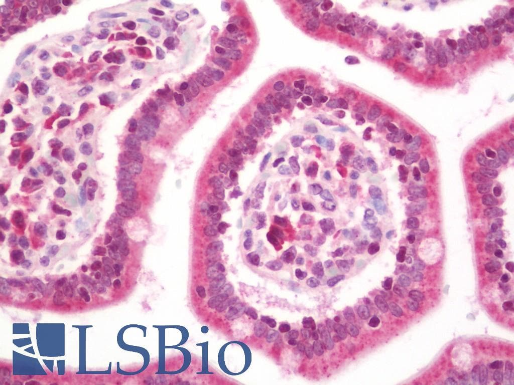 KRAS Antibody (FITC)