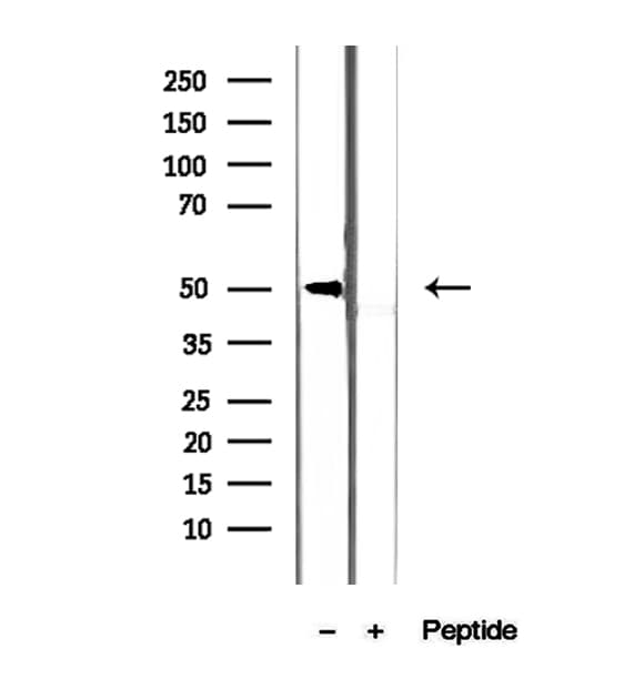 SS18L1 / CREST Antibody