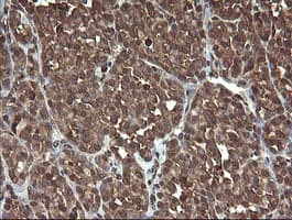 CXorf26 Antibody (clone OTI5A11)