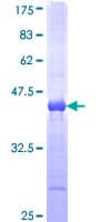 Human TGM2 / Transglutaminase 2 Protein (Recombinant GST, N-terminus)